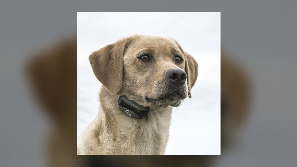 Top 10 Dog Training Collars — Best Overall + Best Value in 2027 — figure 4