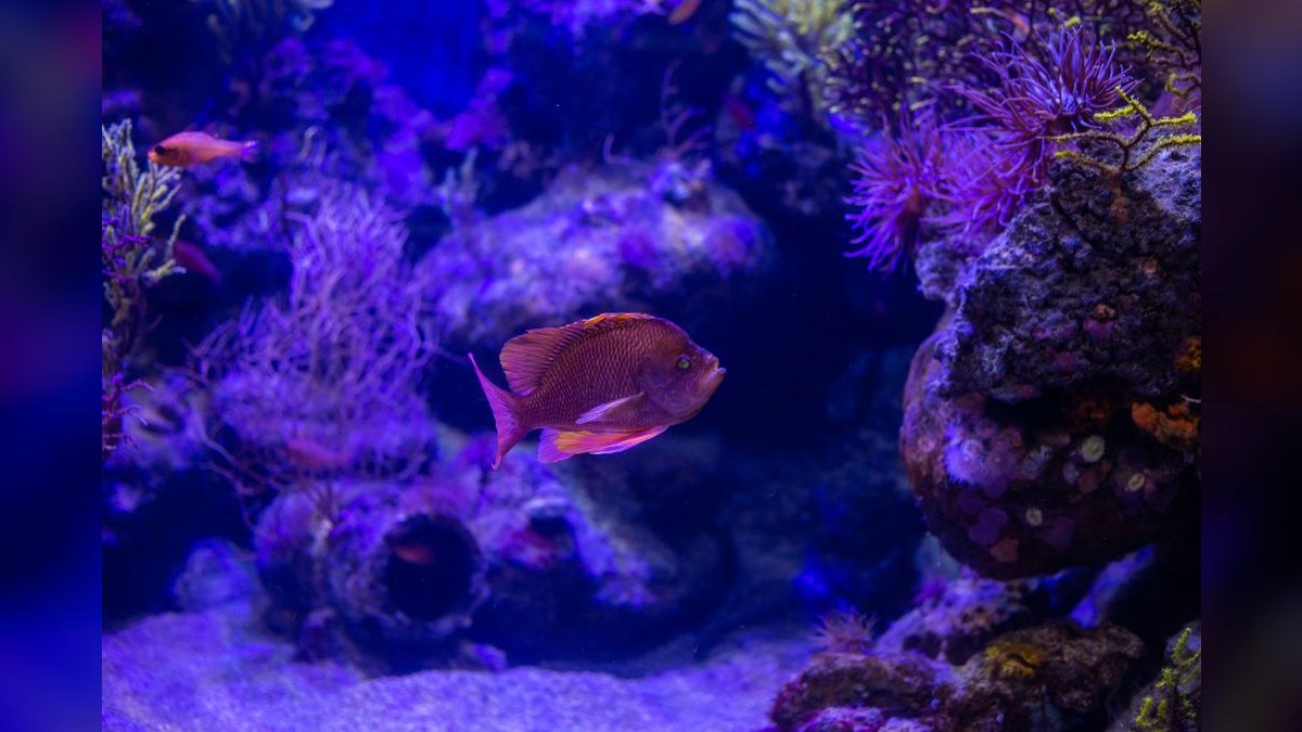 Top 10 UV Sterilizers for Aquariums 2027