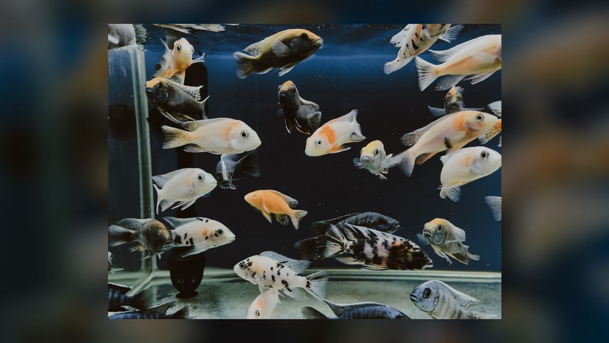 Top 10 40-Gallon Aquariums 2027 — figure 6
