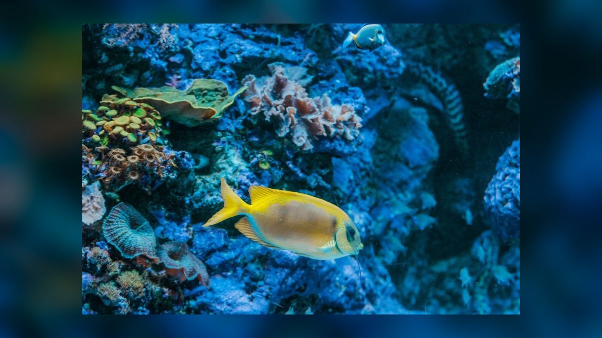 Top 10 All-in-One Reef Tanks 2027 — figure 1