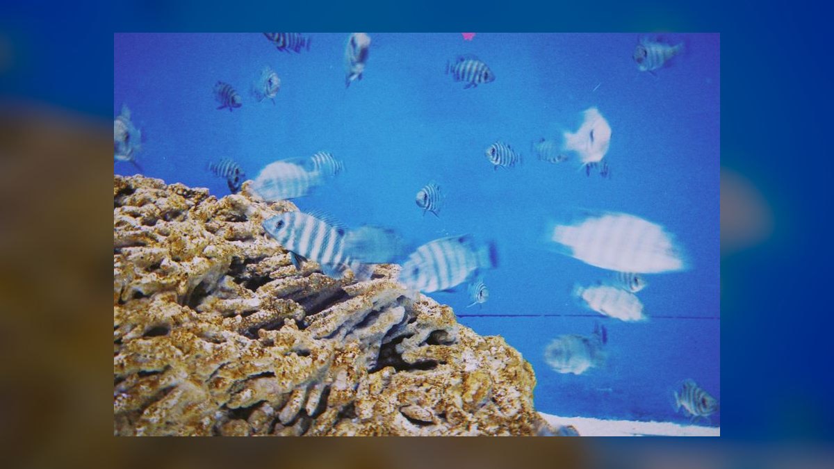 Top 10 All-in-One Reef Tanks 2027 — figure 10
