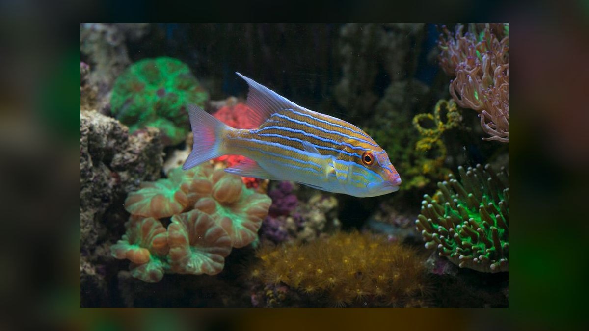 Top 10 All-in-One Reef Tanks 2027 — figure 7