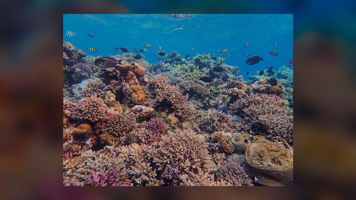 Top 10 All-in-One Reef Tanks 2027 — figure 8