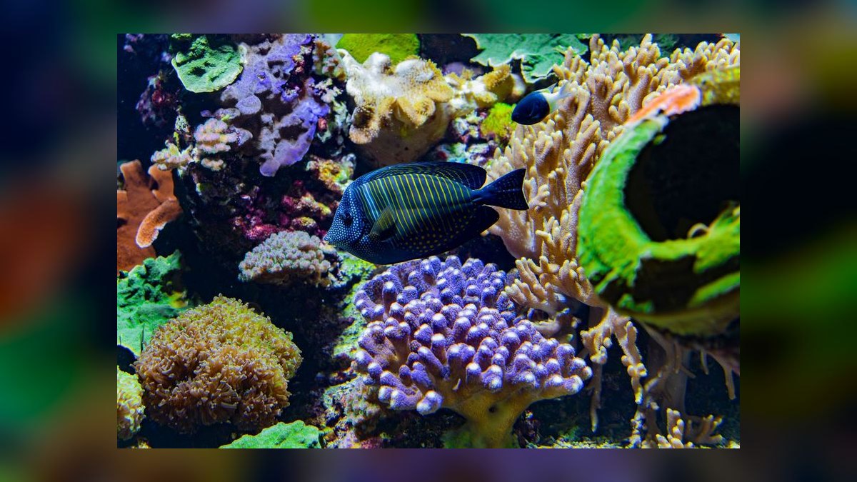 Top 10 All-in-One Reef Tanks 2027 — figure 9