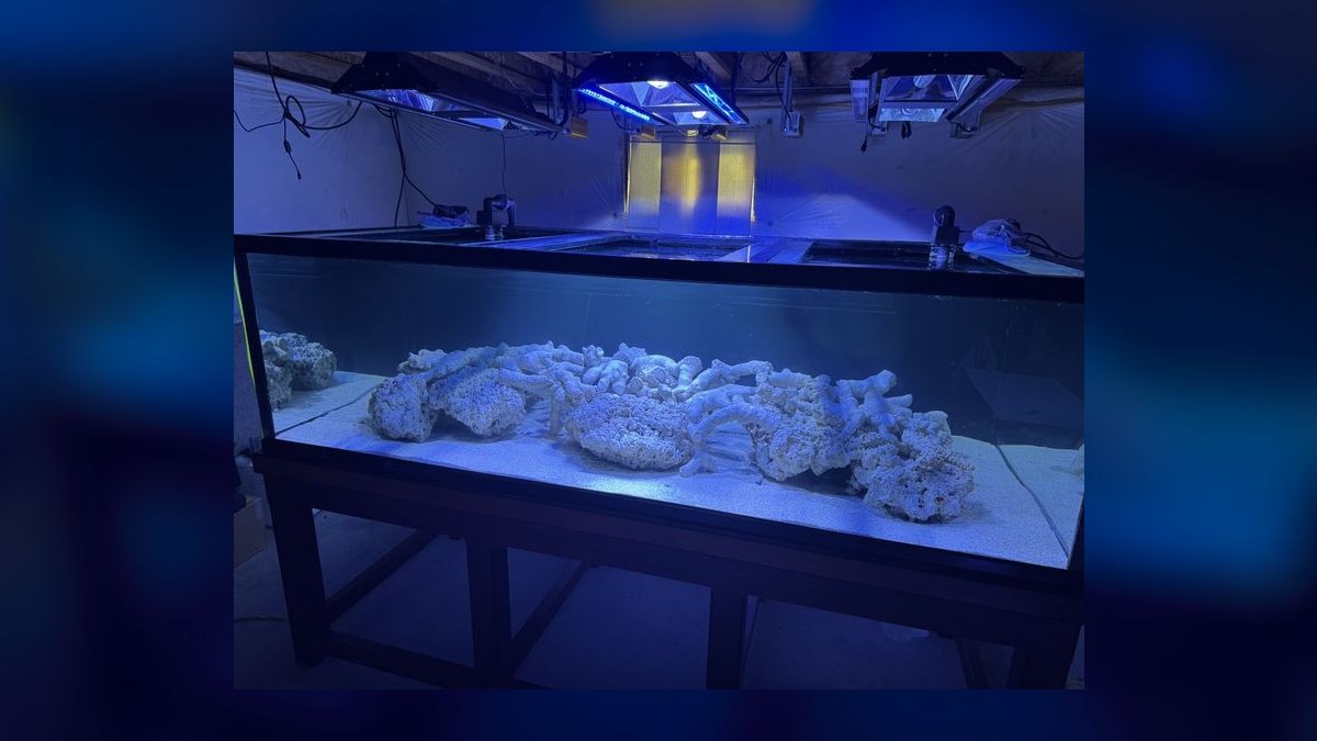 Top 10 Acrylic Aquariums 2027