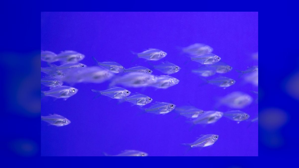 Top 10 Freshwater Schooling Fish 2027 — figure 10