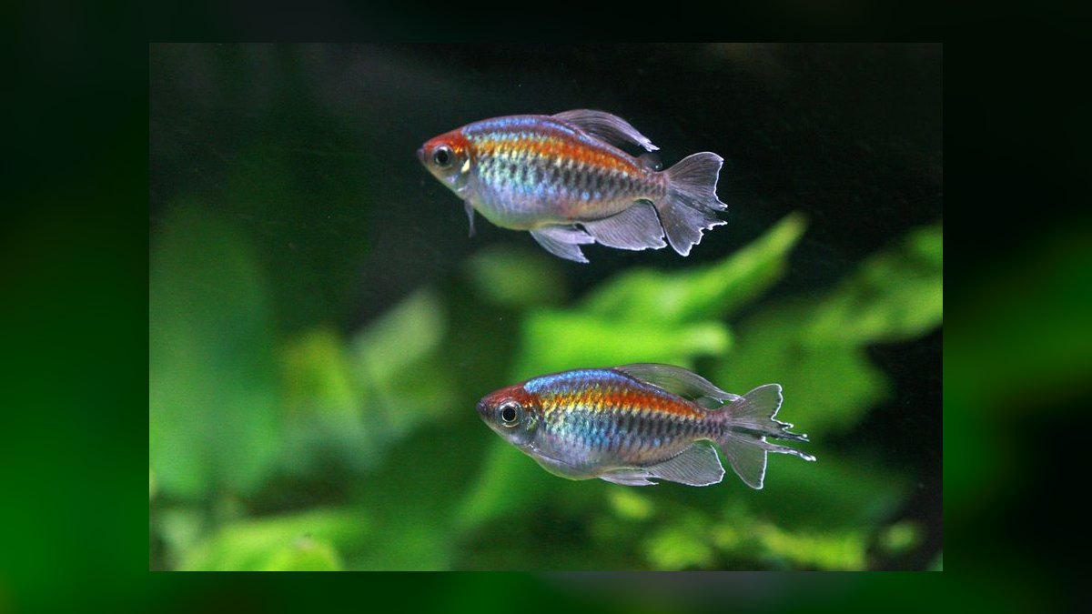 Top 10 Freshwater Schooling Fish 2027 — figure 5