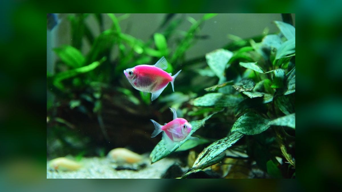 Top 10 Freshwater Schooling Fish 2027 — figure 7