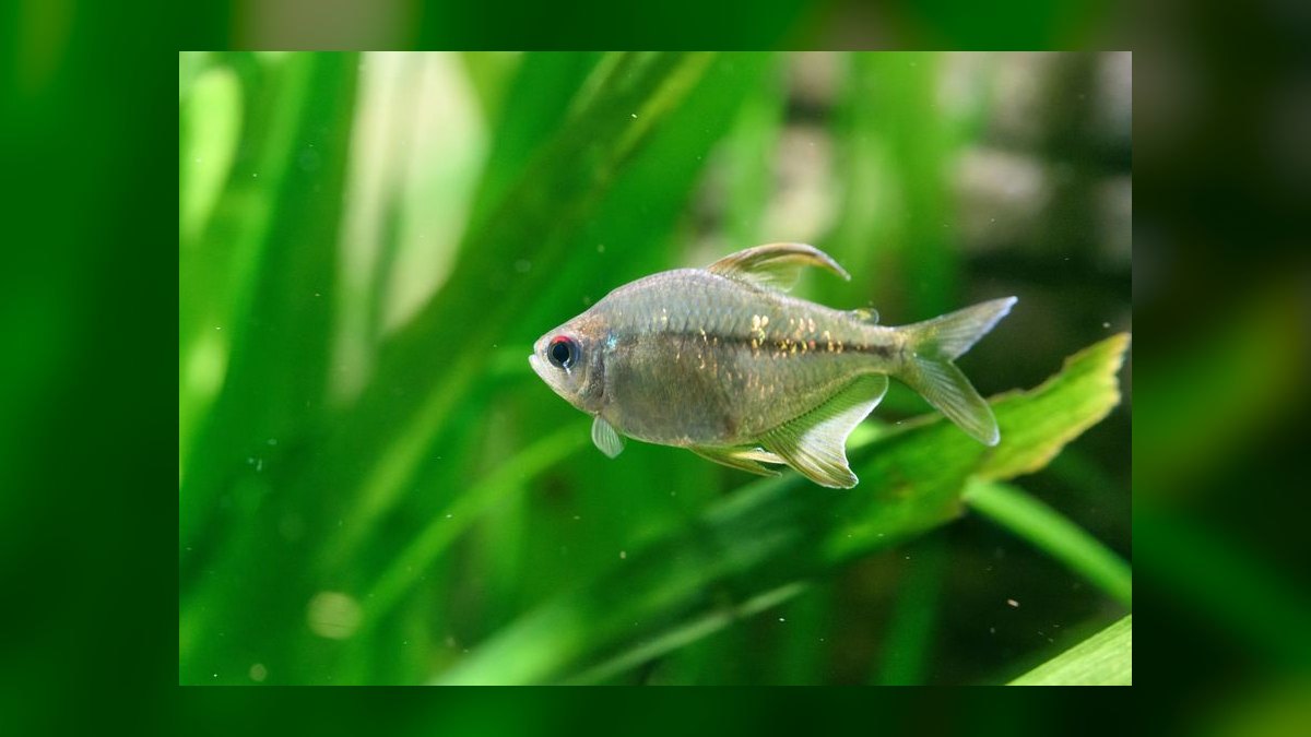 Top 10 Freshwater Schooling Fish 2027 — figure 8