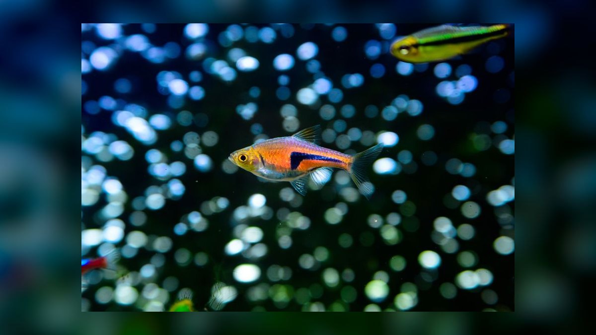 Top 10 Freshwater Schooling Fish 2027 — figure 9