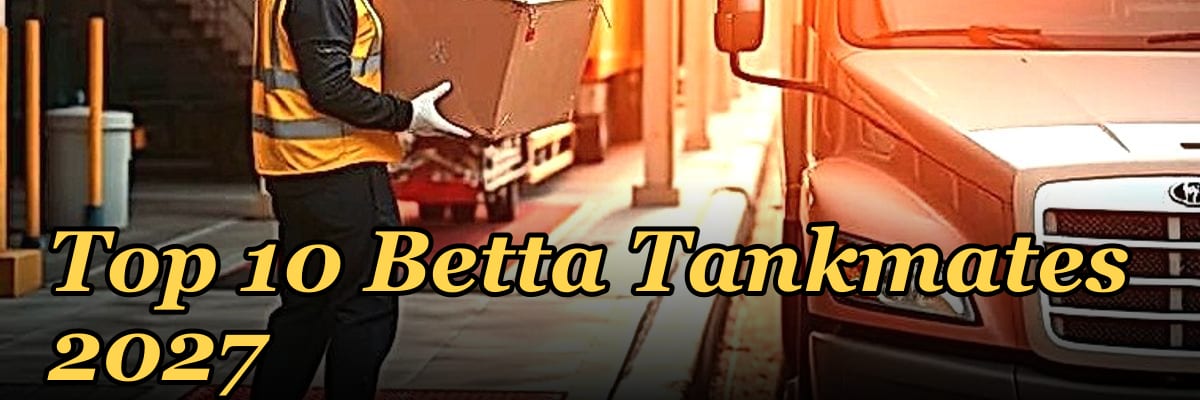 Top 10 Betta Tankmates 2027