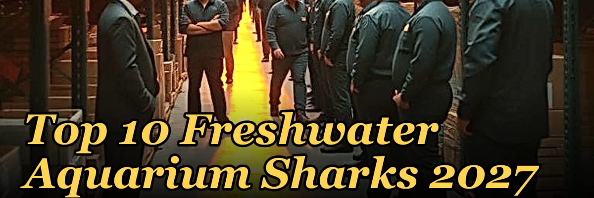Top 10 Freshwater Aquarium Sharks 2027