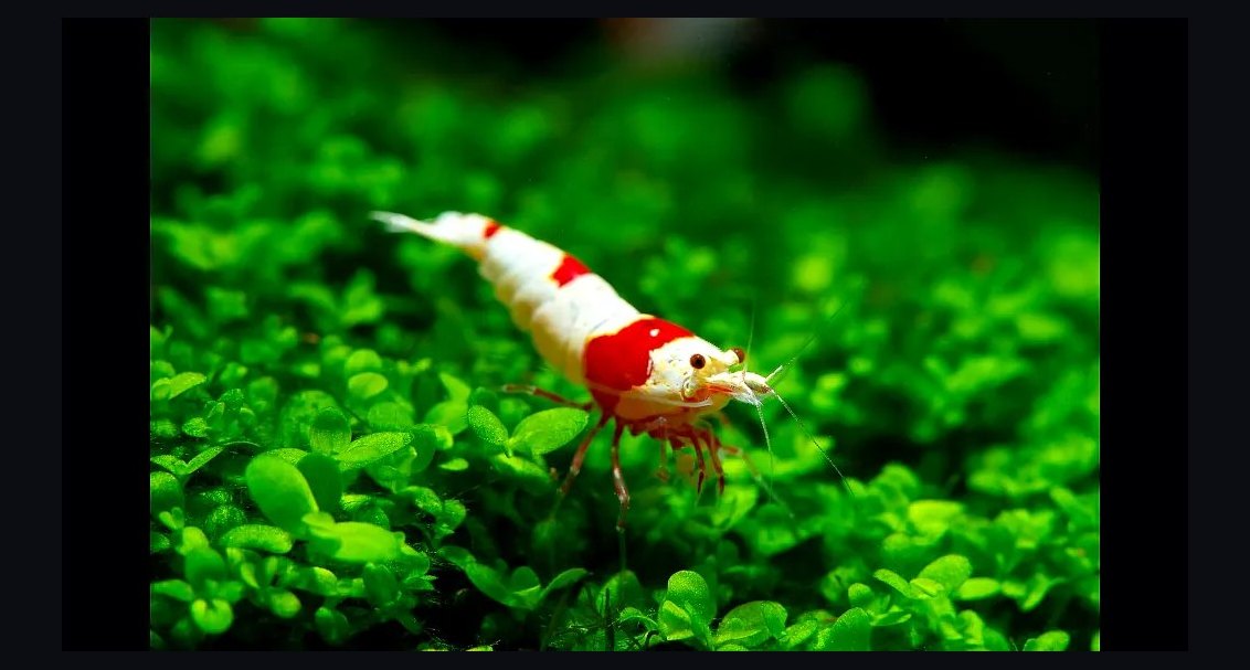 Top 10 Freshwater Aquarium Shrimp 2027