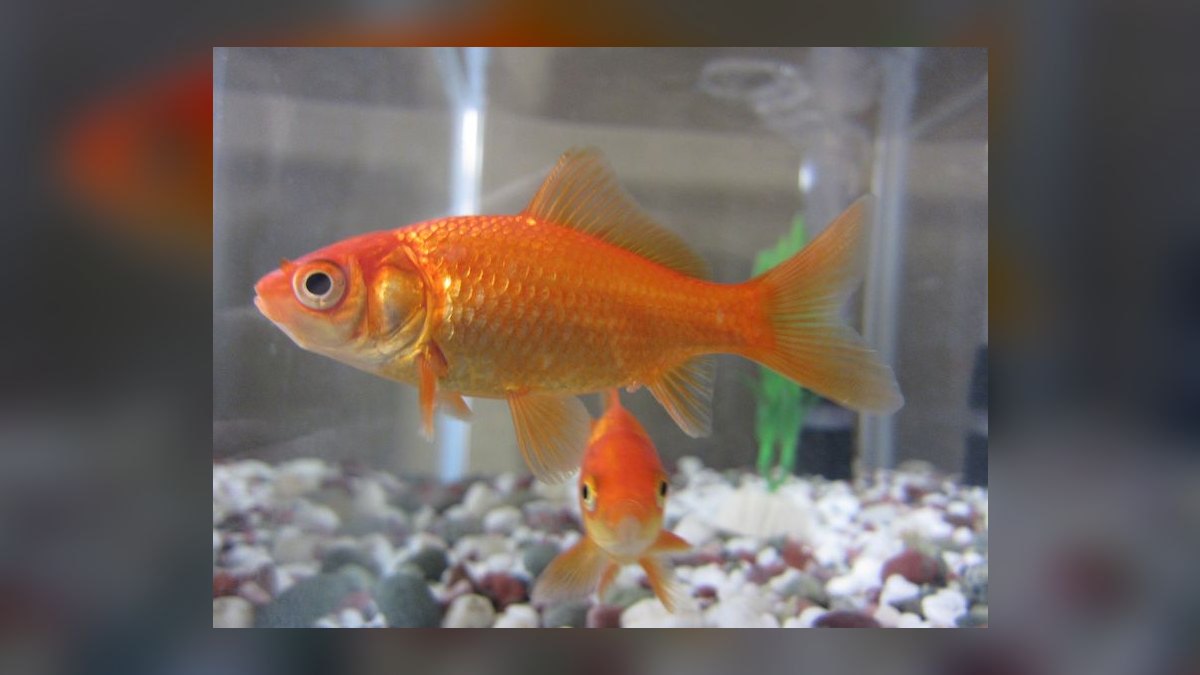 Top 10 Goldfish Varieties 2027 — figure 1