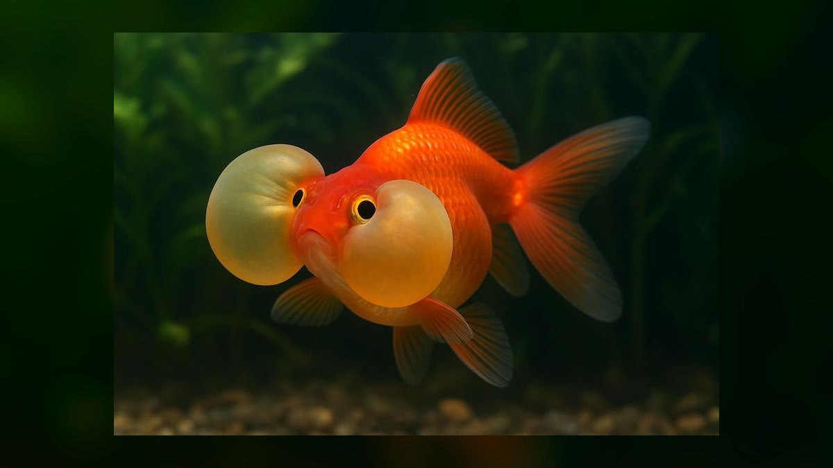 Top 10 Goldfish Varieties 2027 — figure 10