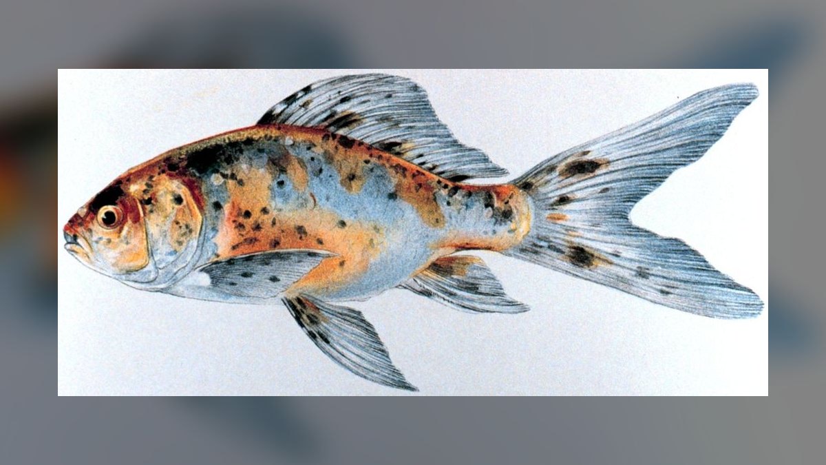 Top 10 Goldfish Varieties 2027 — figure 3