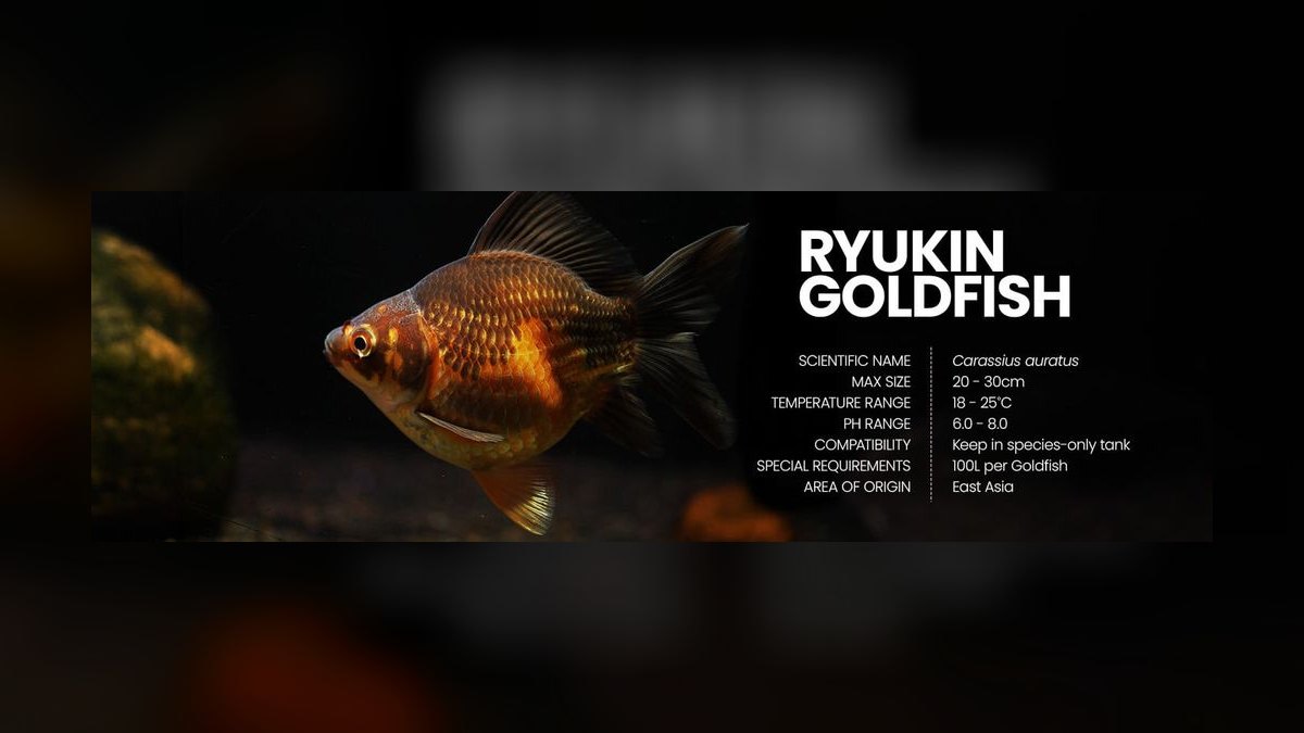 Top 10 Goldfish Varieties 2027 — figure 5