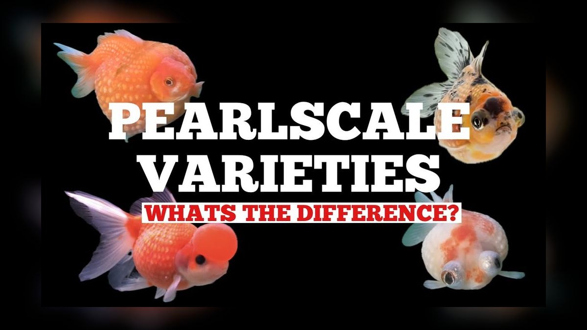 Top 10 Goldfish Varieties 2027 — figure 8