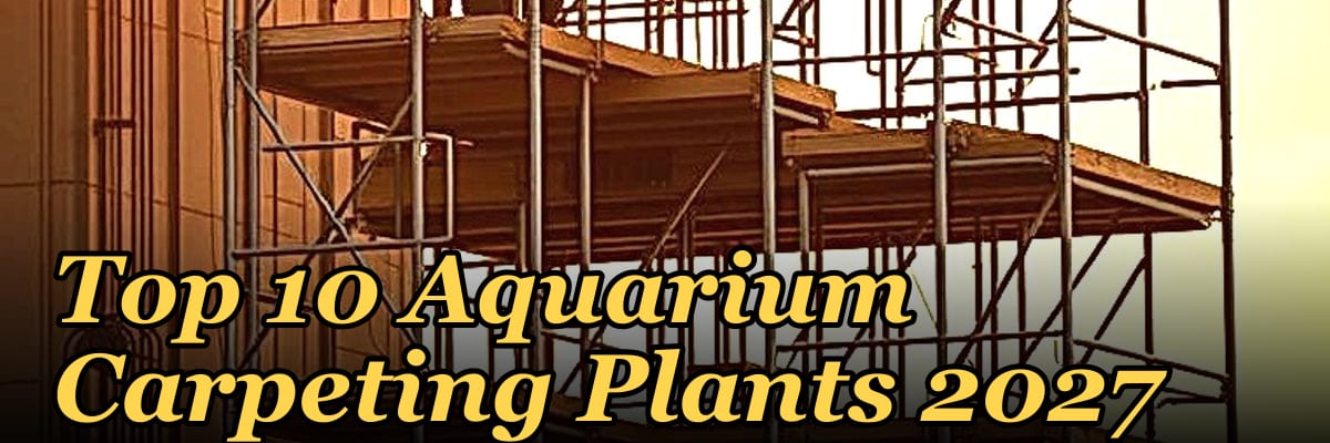 Top 10 Aquarium Carpeting Plants 2027