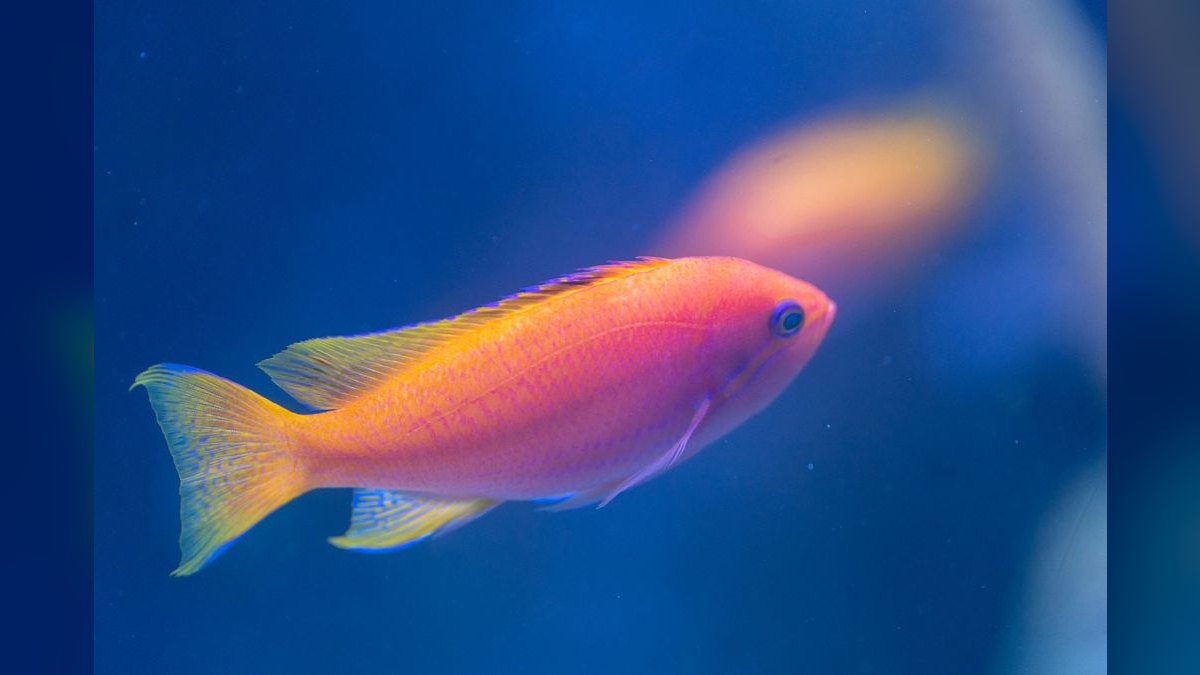 Top 10 saltwater starter fish 2027 — figure 1