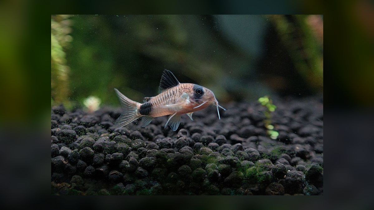 Top 10 nano tank stocking ideas 2027 — figure 4
