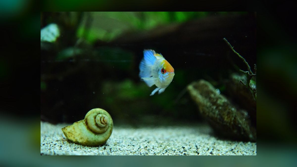 Top 10 nano tank stocking ideas 2027 — figure 5