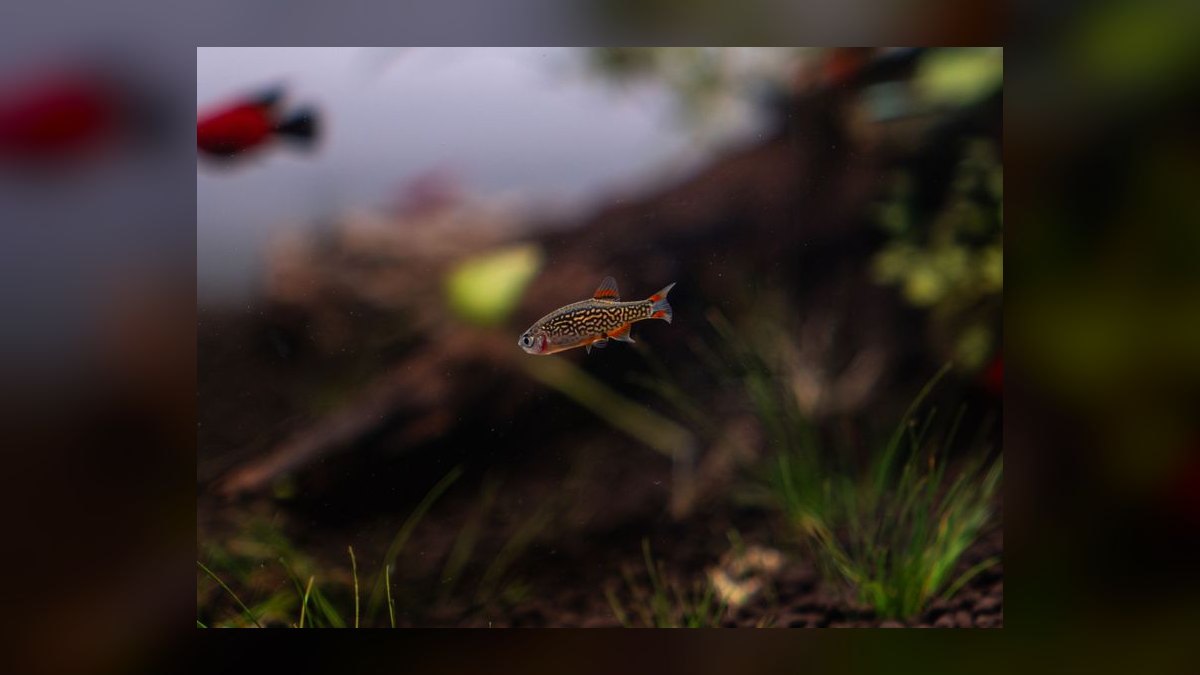 Top 10 nano tank stocking ideas 2027 — figure 6