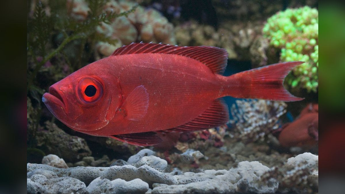 Top 10 reef tank starter corals 2027 — figure 2