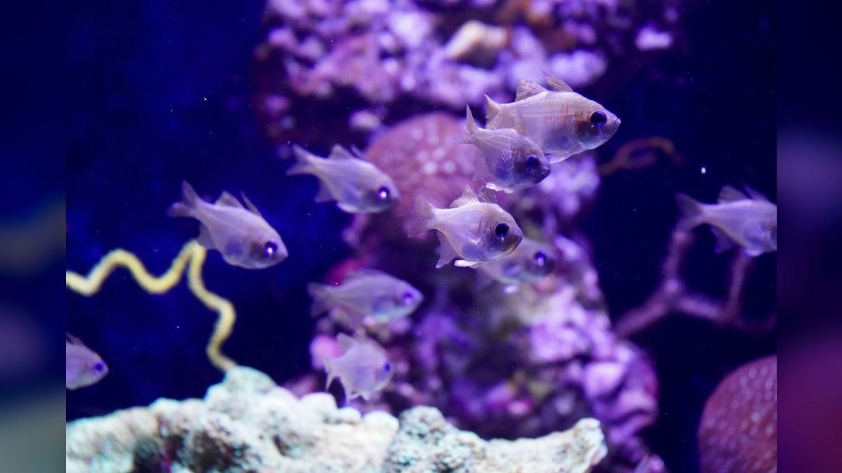 Top 10 reef tank starter corals 2027 — figure 4
