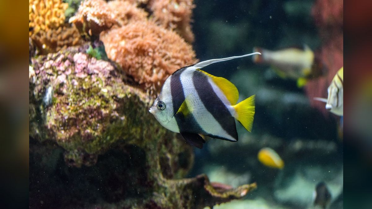 Top 10 reef tank starter corals 2027