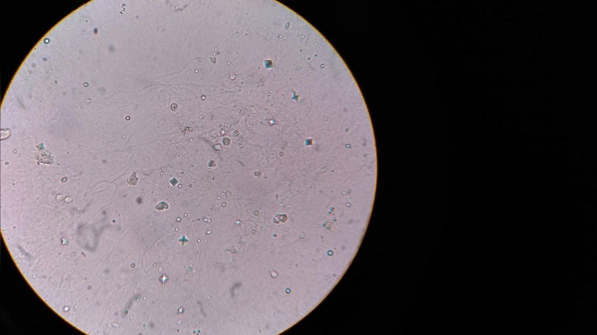 Top 10 beneficial bacteria starters 2027 — figure 3