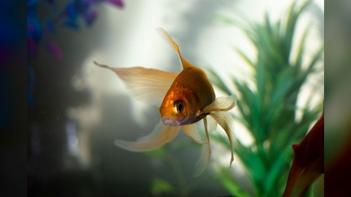 Top 10 goldfish friendly plants 2027 — figure 2