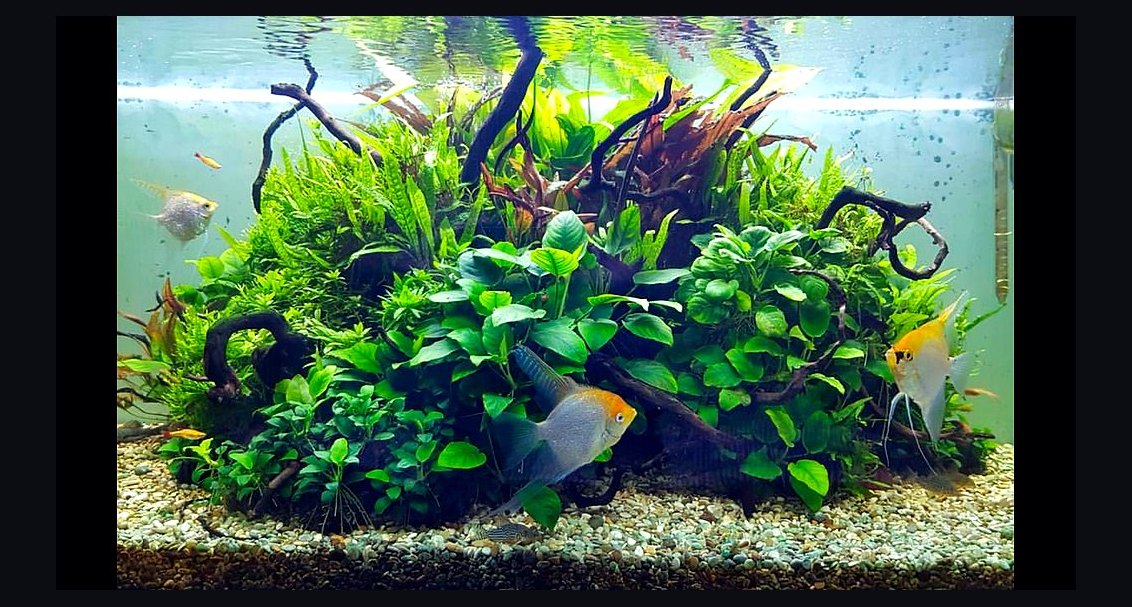 Top 10 goldfish friendly plants 2027