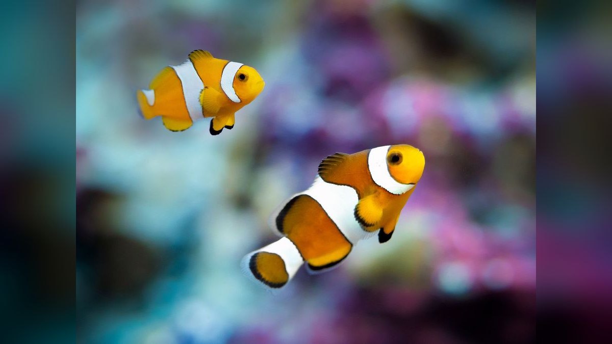 Top 10 saltwater aquarium salt mixes 2027 — figure 3