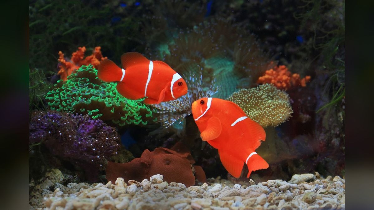 Top 10 saltwater aquarium salt mixes 2027 — figure 5