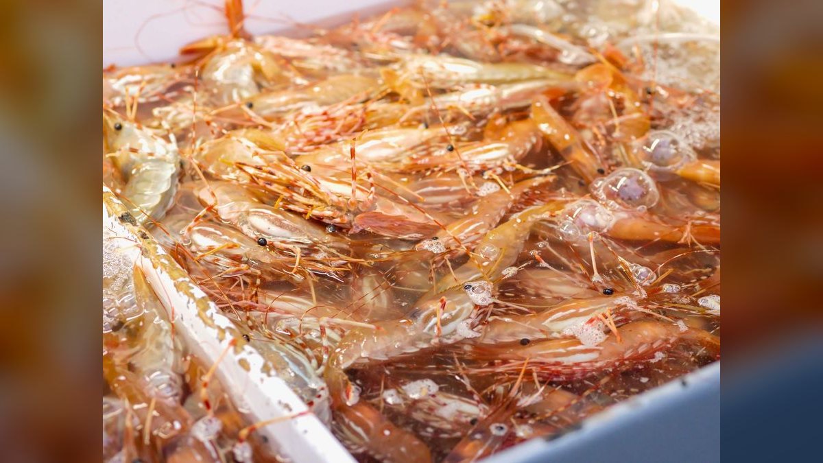 Top 10 freshwater shrimp species 2027 — figure 2