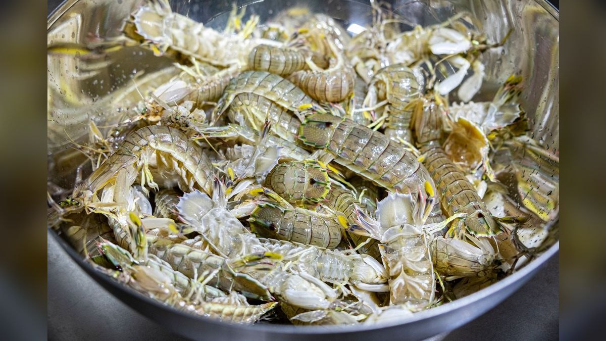 Top 10 freshwater shrimp species 2027 — figure 3