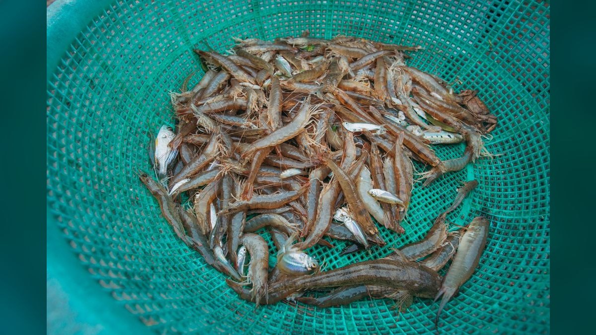 Top 10 freshwater shrimp species 2027 — figure 4