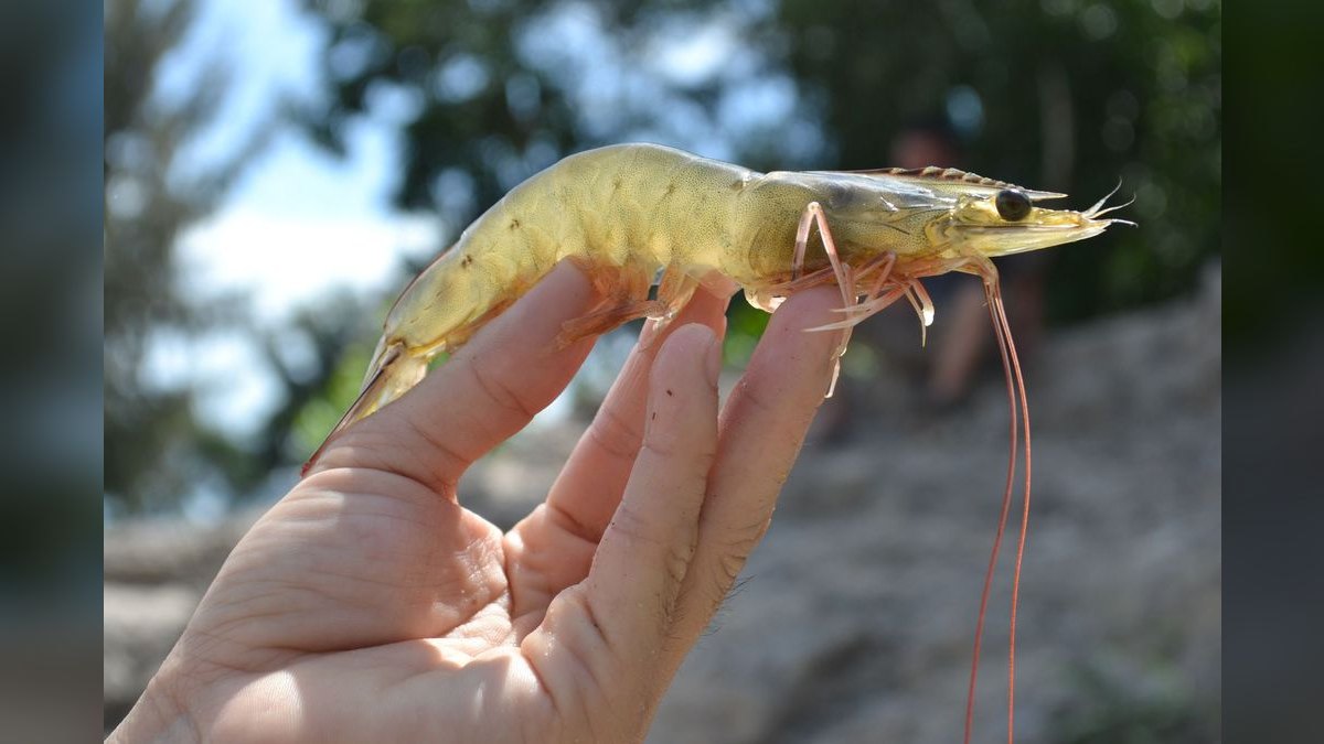Top 10 freshwater shrimp species 2027 — figure 6
