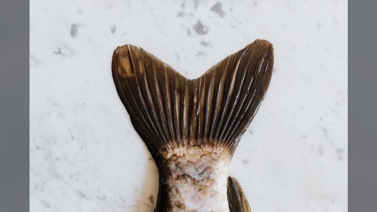 Top 10 signs of healthy fish 2027 — figure 1