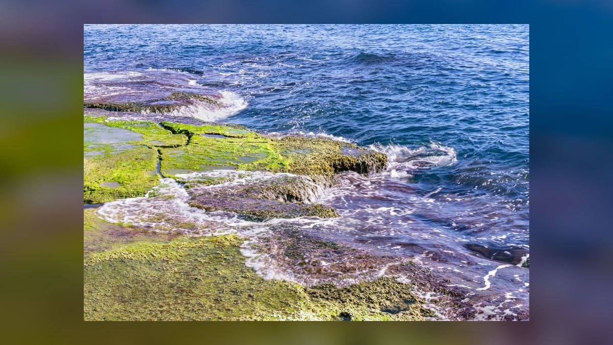 Top 10 ways to prevent algae 2027 — figure 1