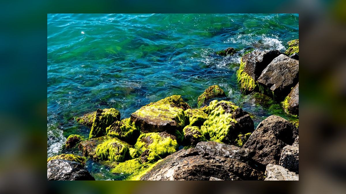 Top 10 ways to prevent algae 2027 — figure 2