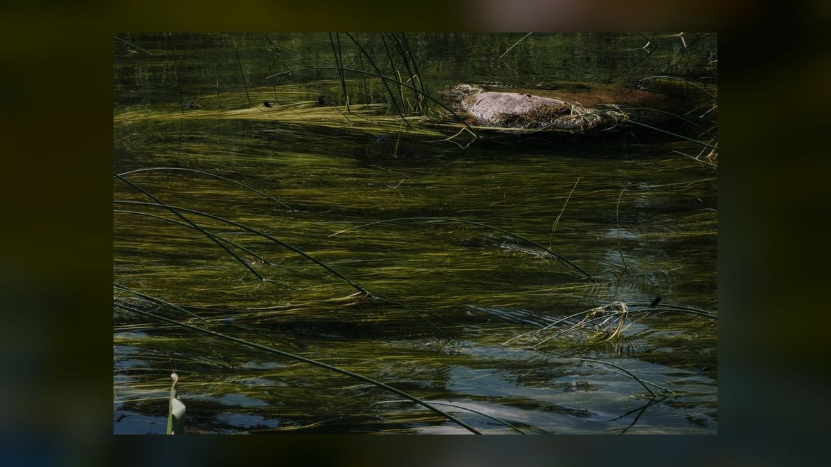 Top 10 ways to prevent algae 2027 — figure 3