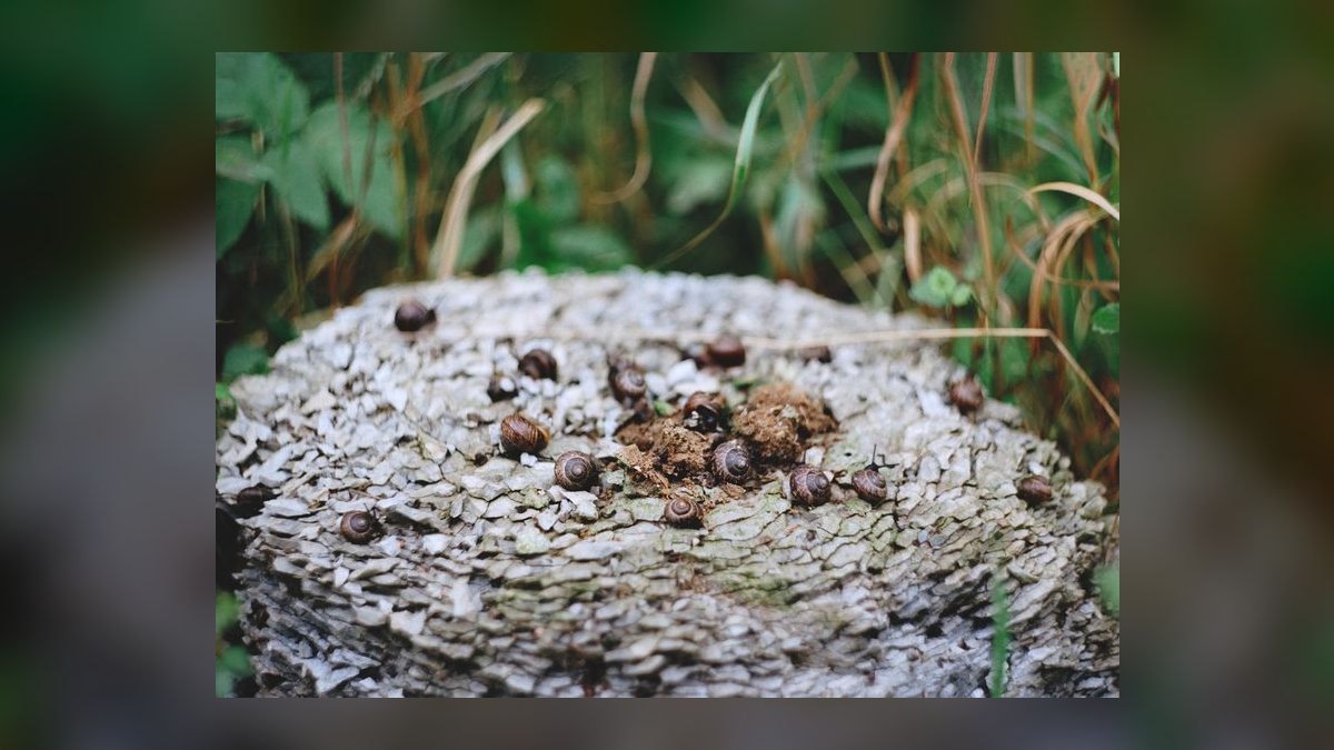 Top 10 ways to prevent algae 2027 — figure 4