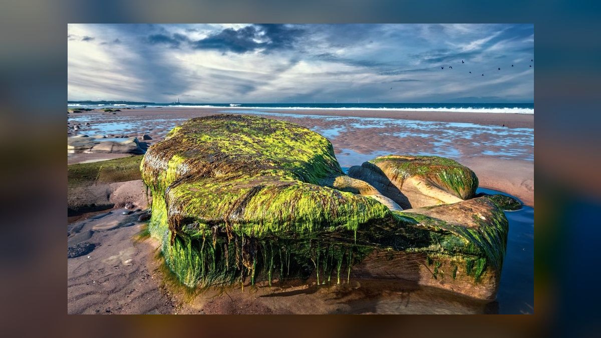 Top 10 ways to prevent algae 2027 — figure 6