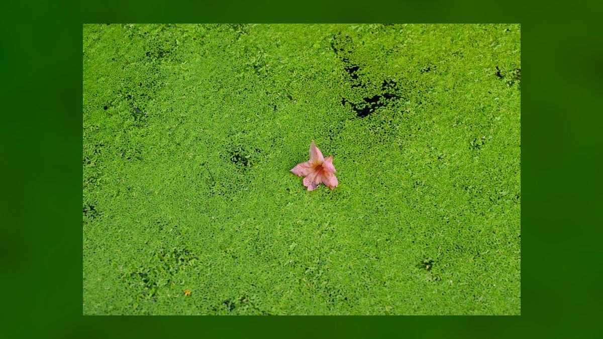 Top 10 ways to prevent algae 2027 — figure 7