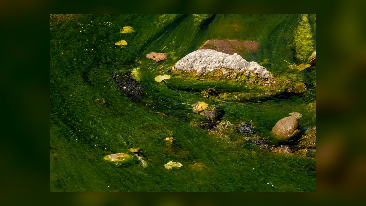 Top 10 ways to prevent algae 2027 — figure 8