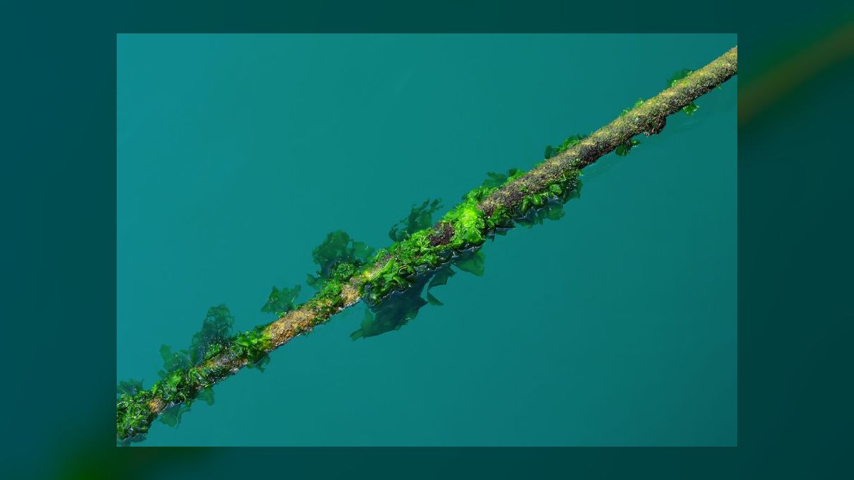 Top 10 ways to prevent algae 2027