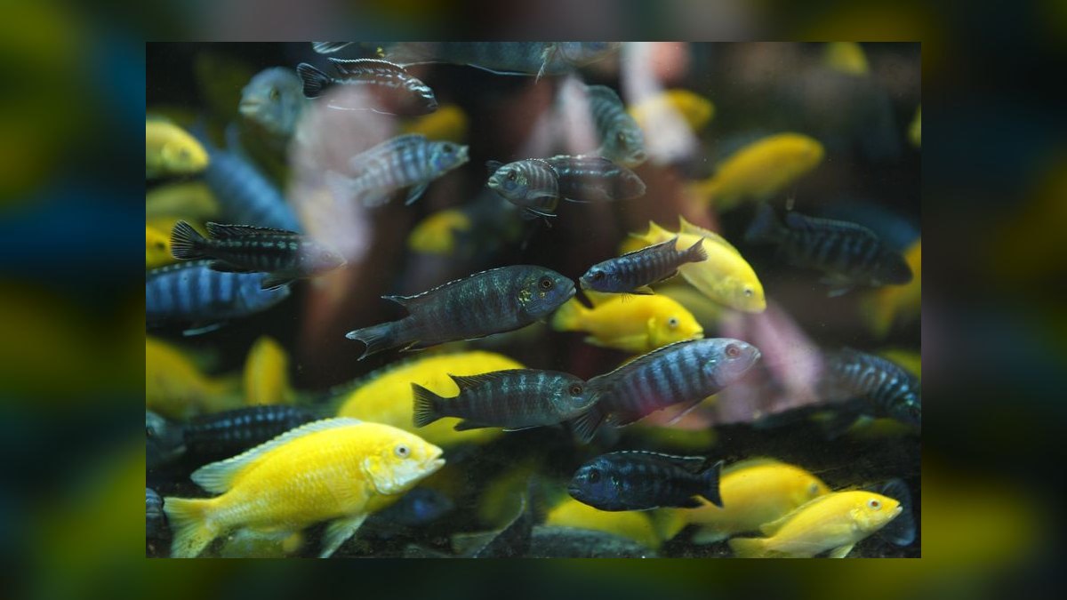 Top 10 best aquarium timers 2027 — figure 1