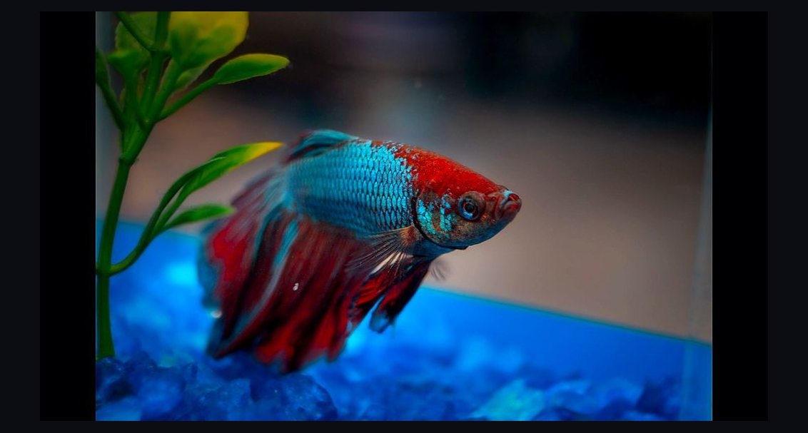Top 10 Low-Maintenance Pets for Small Apartments in 2027